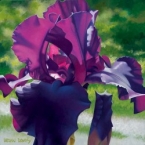 Passionate Purple Iris